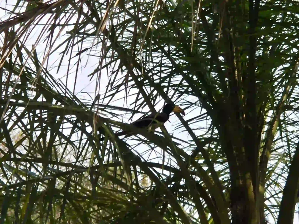 Calao africain perché dans les palmiers de la lagune d’Iguéla au Gabon, au cœur d’une forêt tropicale riche en oiseaux et en biodiversité.