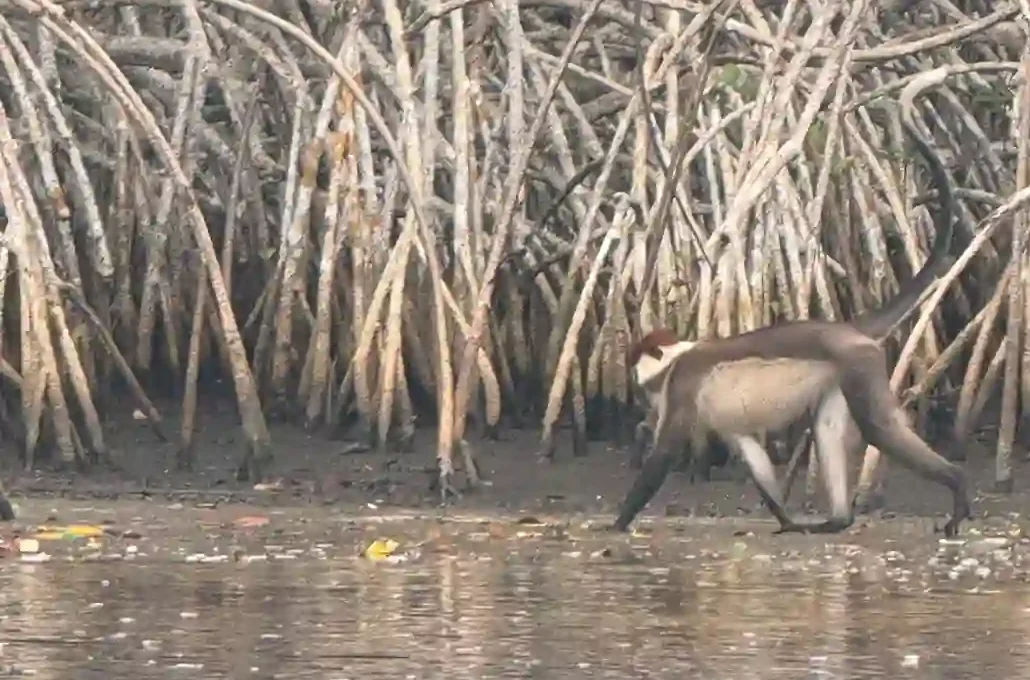 Cercocèbe à collier blanc marchant au bord d'une mangrove dans la lagune d’Iguéla au Gabon, observé lors d’un safari nature.