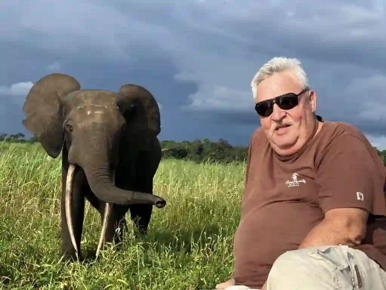 Éléphant de forêt observé dans les prairies du parc national de Loango au Gabon.