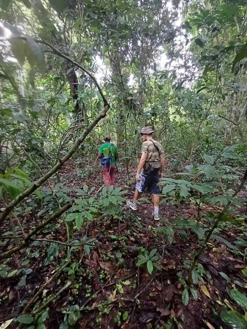 Marche en forêt tropicale dans la région d’Iguéla au Gabon, accompagnée d’un guide local à travers une végétation dense et préservée au cœur de la nature sauvage.