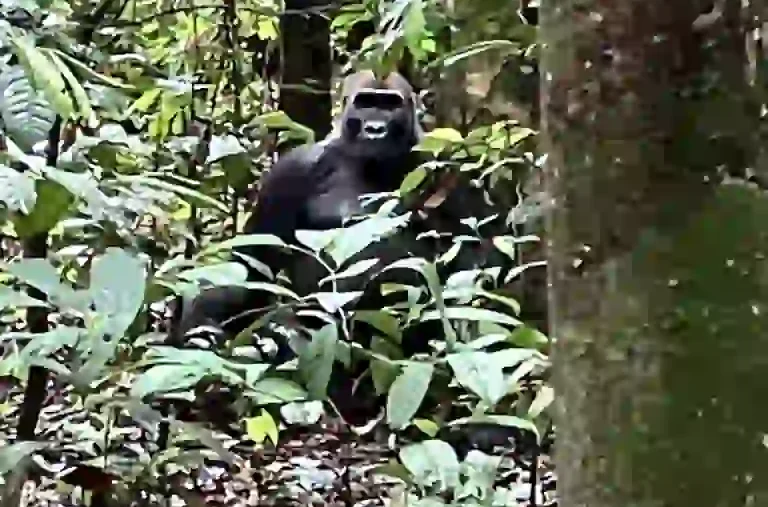 Gorille des plaines de l’Ouest observé dans la forêt tropicale d’Iguéla au Gabon, au cœur d’un écosystème préservé riche en biodiversité.