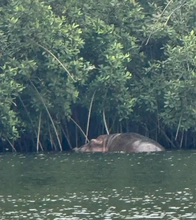 Hippopotame partiellement immergé au bord d'une mangrove de la lagune d’Iguéla au Gabon, observé lors d’une sortie safari en pirogue.