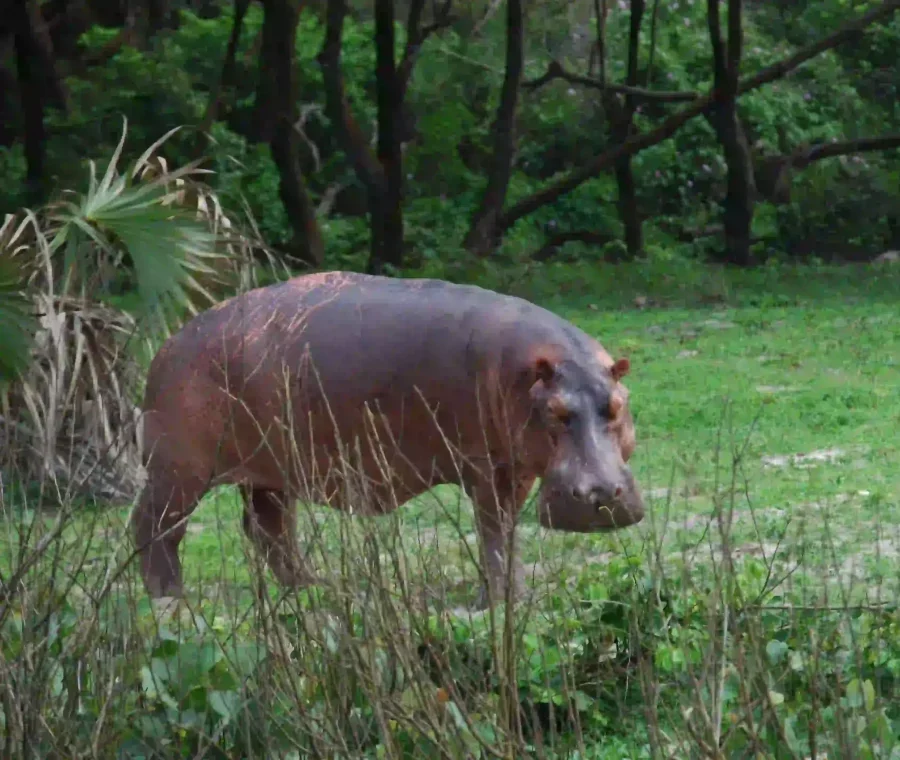 Hippopotame observé dans une clairière humide de la lagune d’Iguéla au Gabon, au cœur d’un environnement sauvage et préservé.