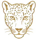 Illustration d’une panthère, espèce emblématique du parc national de Loango au Gabon.