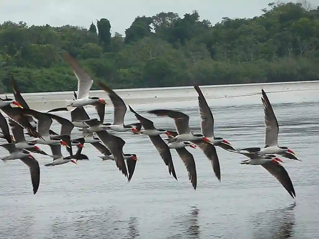 Vol de sternes au-dessus de la lagune d’Iguéla dans le parc national de Loango au Gabon.