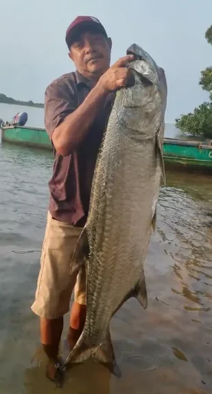 Pêcheur tenant un grand tarpon au bord de la lagune d’Iguéla au Gabon