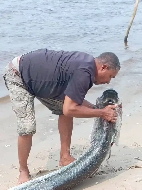 Pêcheur penché au bord de l’eau tenant un grand tarpon au Gabon