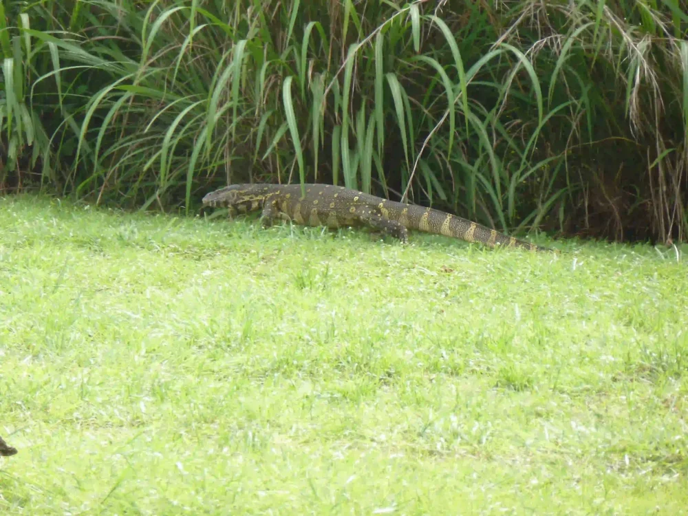 Varan du Nil observé dans la végétation du parc national de Loango au Gabon.