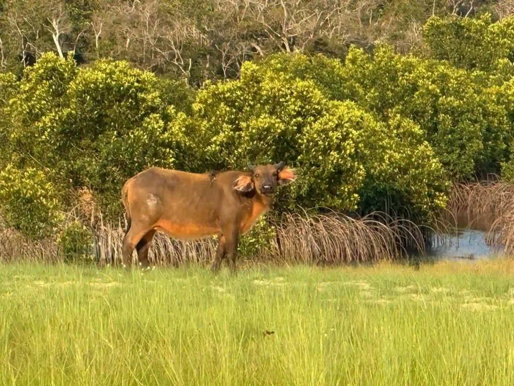Buffle observé dans une zone de savane humide bordée de végétation à Iguéla au Gabon.