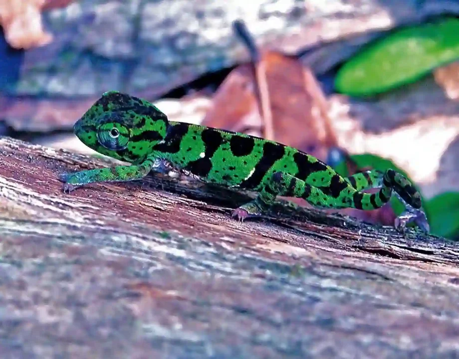 Caméléon vert et noir posé sur une branche dans un environnement naturel tropical à Iguéla.