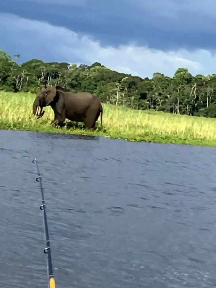 Éléphant observé au bord de la lagune d’Iguéla, avec une canne à pêche visible au premier plan.