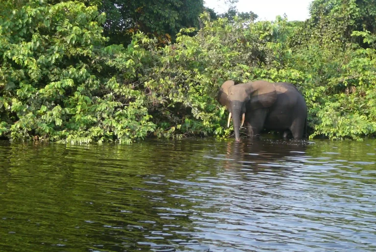 Éléphant debout dans l’eau au bord d’une lagune, entouré par la végétation tropicale d’Iguéla.