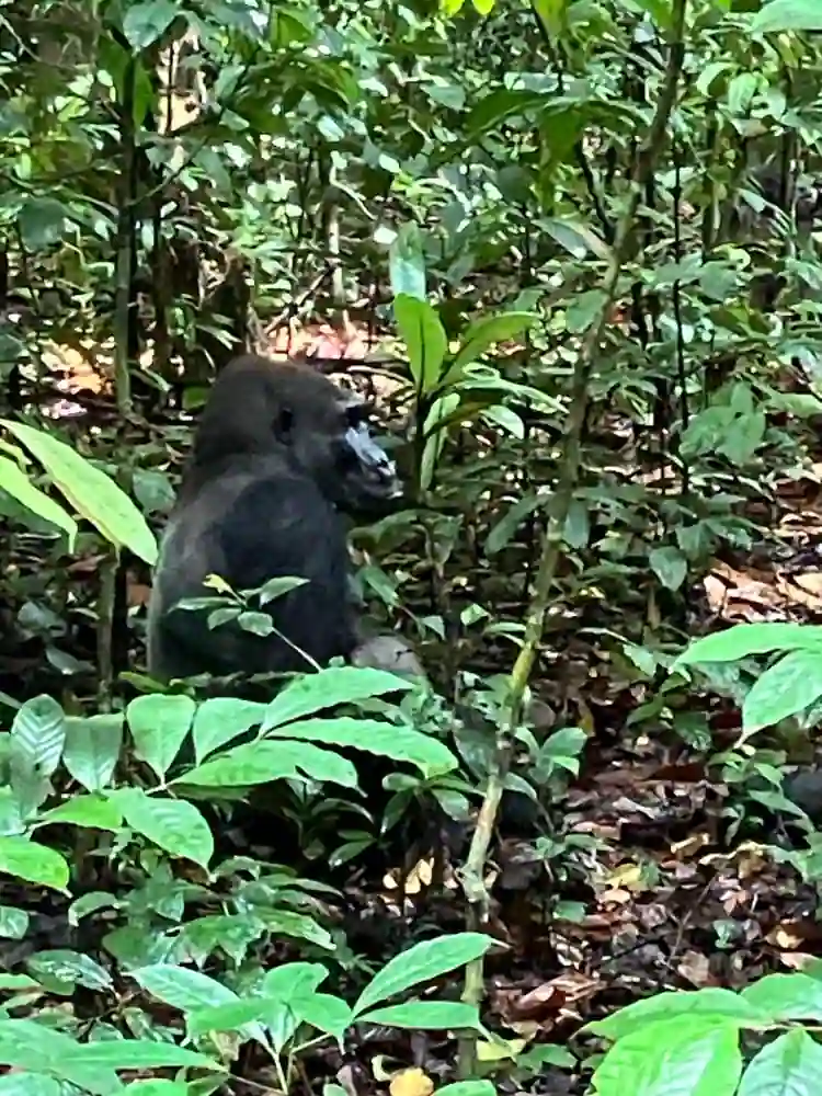 Gorille observé dans la forêt tropicale du Gabon, entouré d’une végétation dense.