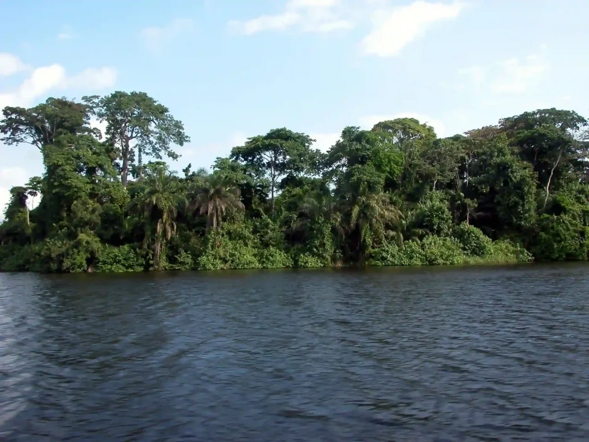 Vue de la lagune d’Iguéla au Gabon, avec une rive bordée de forêt tropicale dense sous un ciel clair.