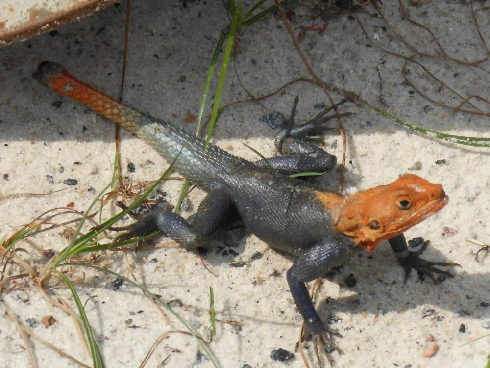 Lézard orange et gris observé sur le sable, dans un environnement naturel du Gabon.