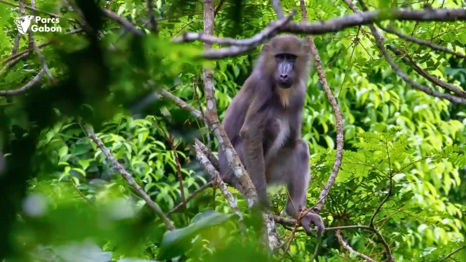 Mandrill observé dans la végétation dense d’une forêt gabonaise, au cœur d’un environnement naturel préservé.