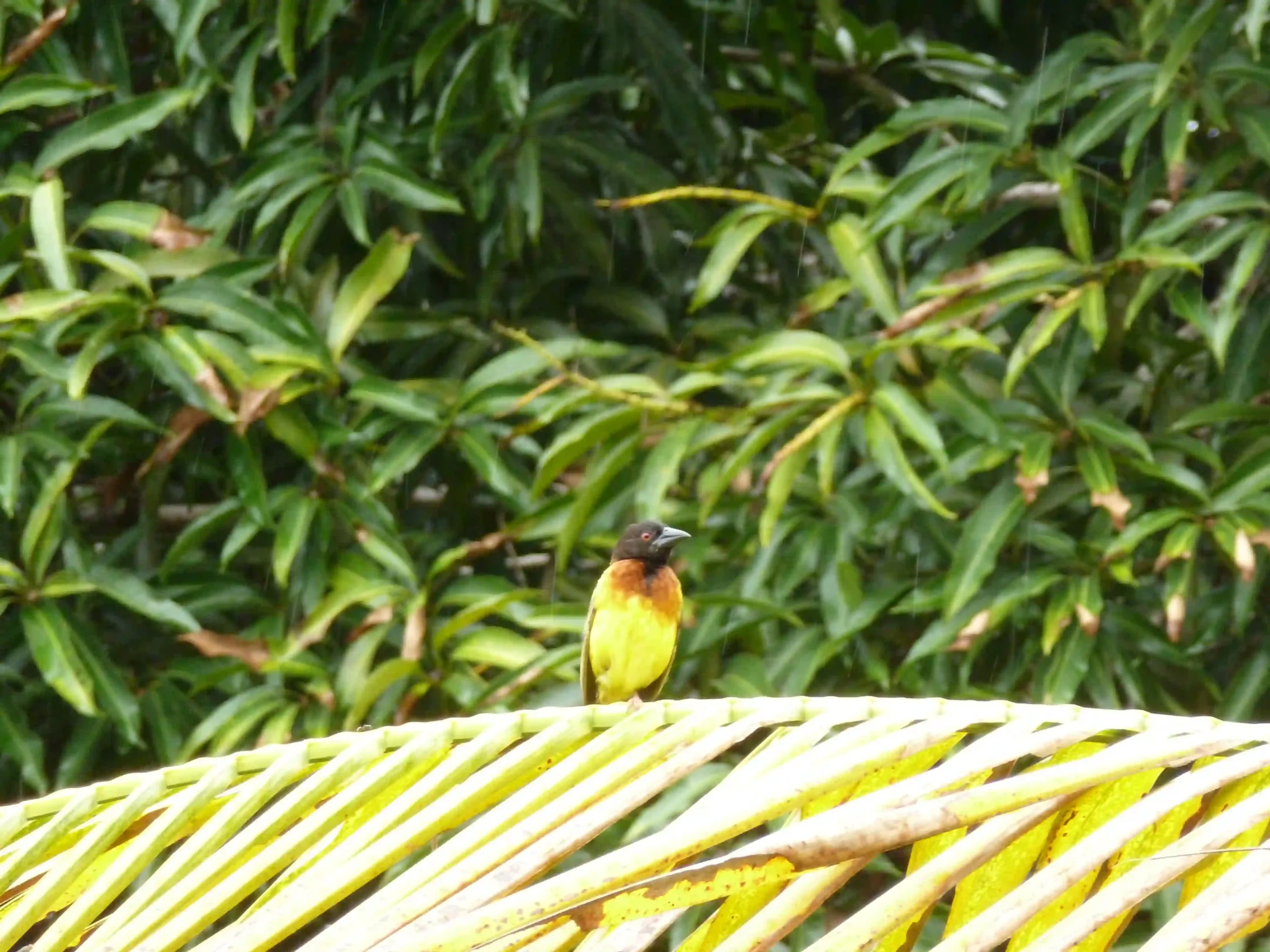 Petit oiseau jaune au poitrail orangé perché sur une palme dans la végétation tropicale d’Iguéla.