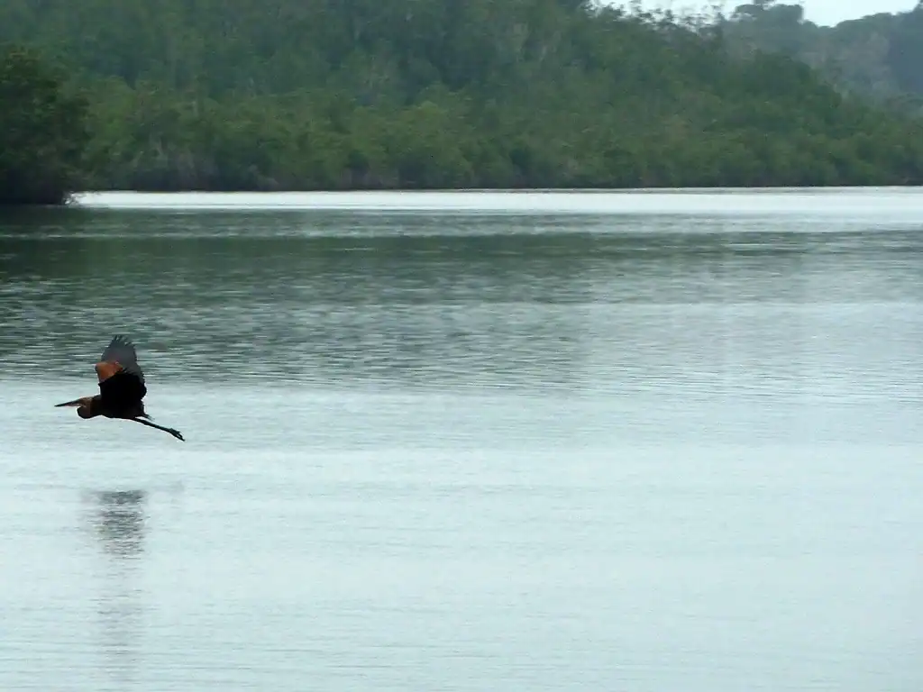 Oiseau en vol au-dessus de la lagune d’Iguéla, avec la forêt tropicale visible en arrière-plan.