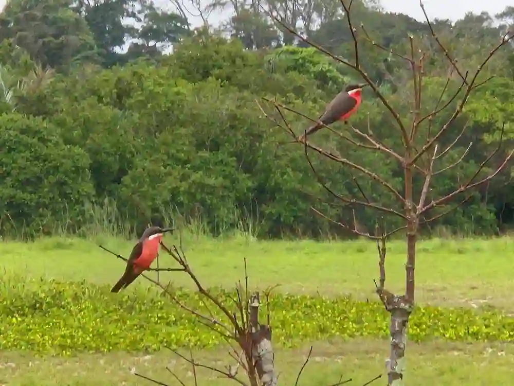 Deux oiseaux colorés perchés sur des branches, avec la végétation tropicale d’Iguéla en arrière-plan.