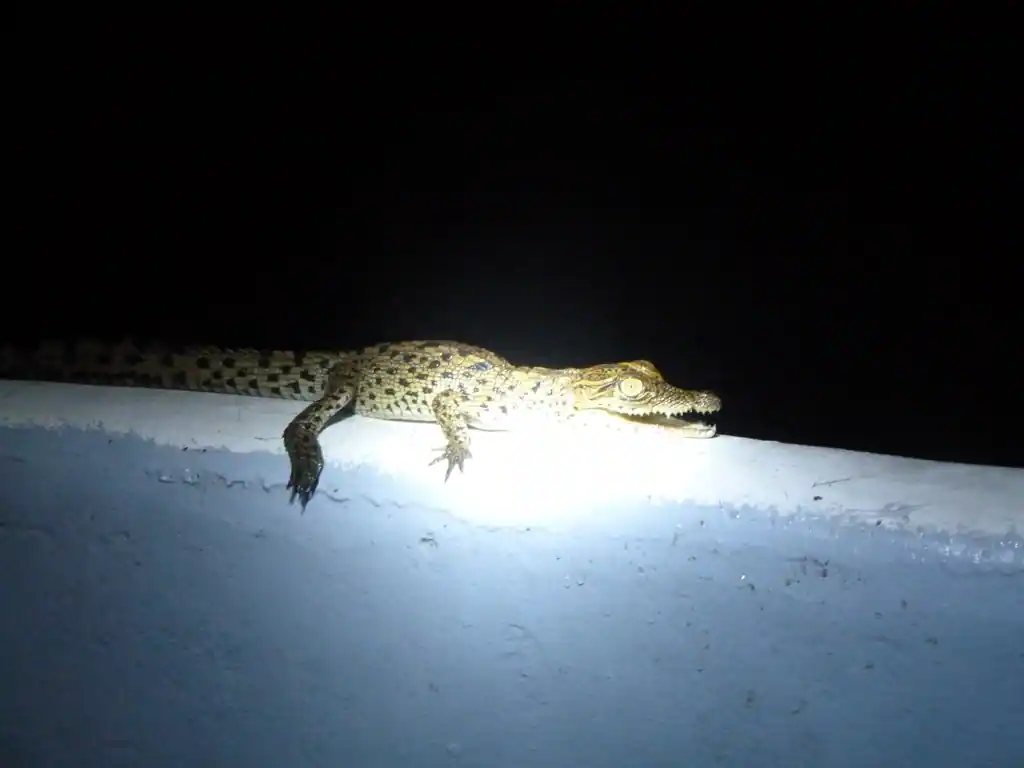 Petit crocodile éclairé de nuit, posé sur le bord d’une embarcation près de l’eau à Iguéla.