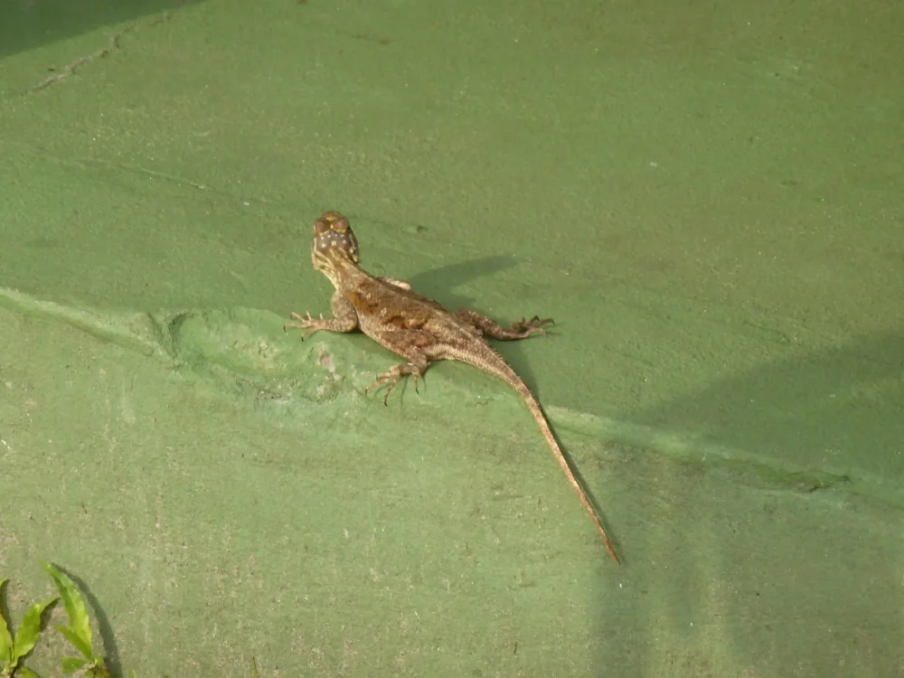 Petit lézard brun posé sur une surface verte, observé dans un environnement tropical au Gabon.