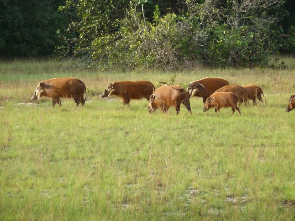 Groupe de potamochères observé dans une plaine herbeuse bordée de forêt tropicale à Iguéla au Gabon.