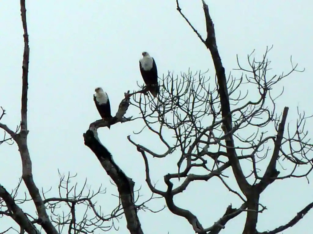 Deux rapaces perchés sur les branches d’un arbre, observés dans un paysage naturel d’Iguéla au Gabon.
