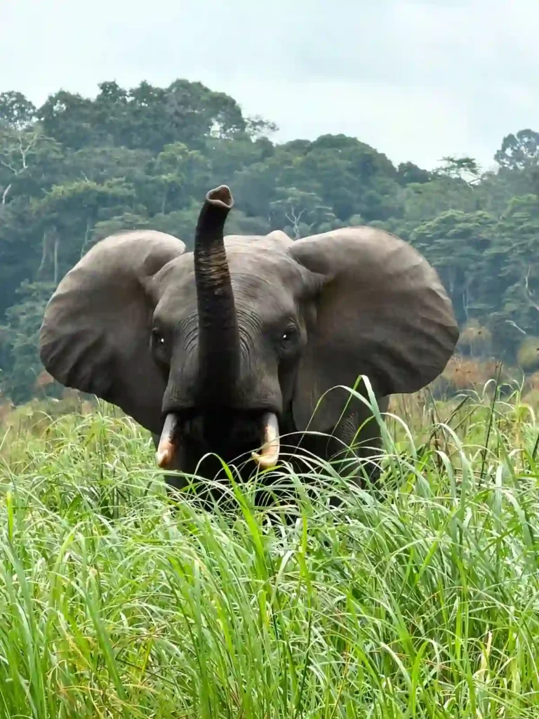 Éléphant de forêt observé dans la végétation sauvage au Gabon