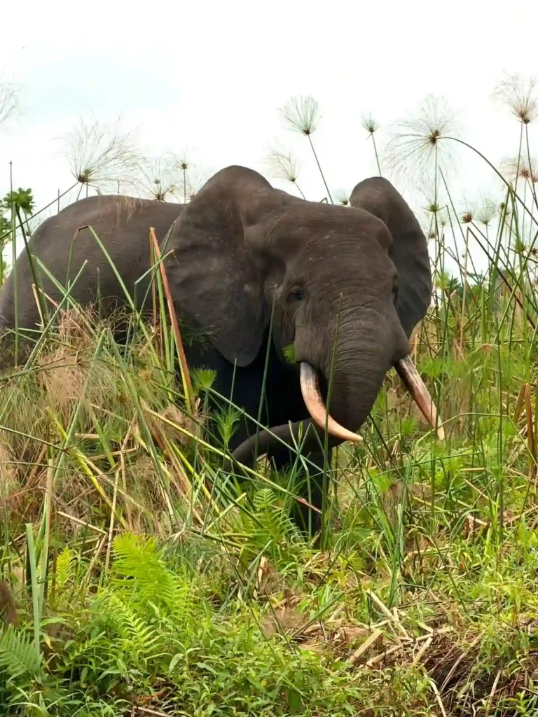 Éléphant de forêt dans la végétation du parc national de Loango au Gabon