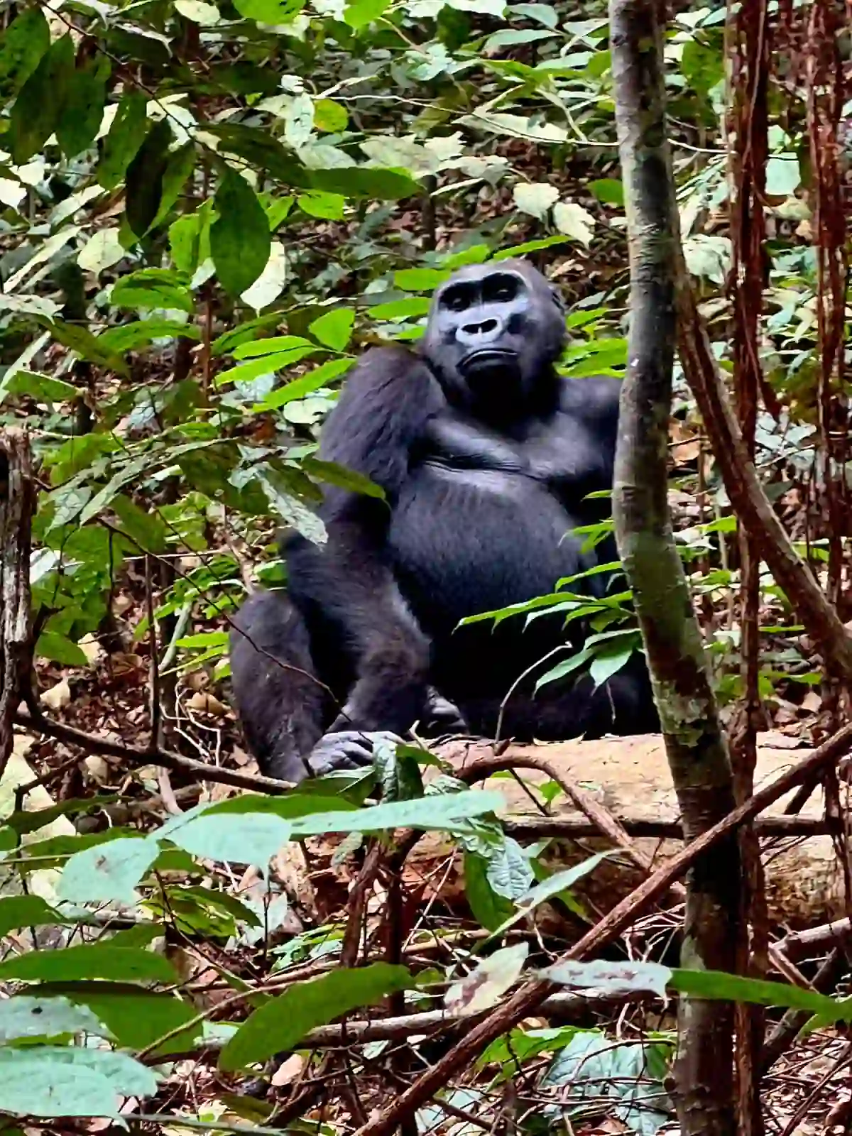 Gorille dans la forêt tropicale lors d’une excursion au Gabon