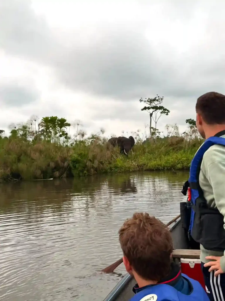 Gorille dans la forêt tropicale lors d’une excursion au Gabon