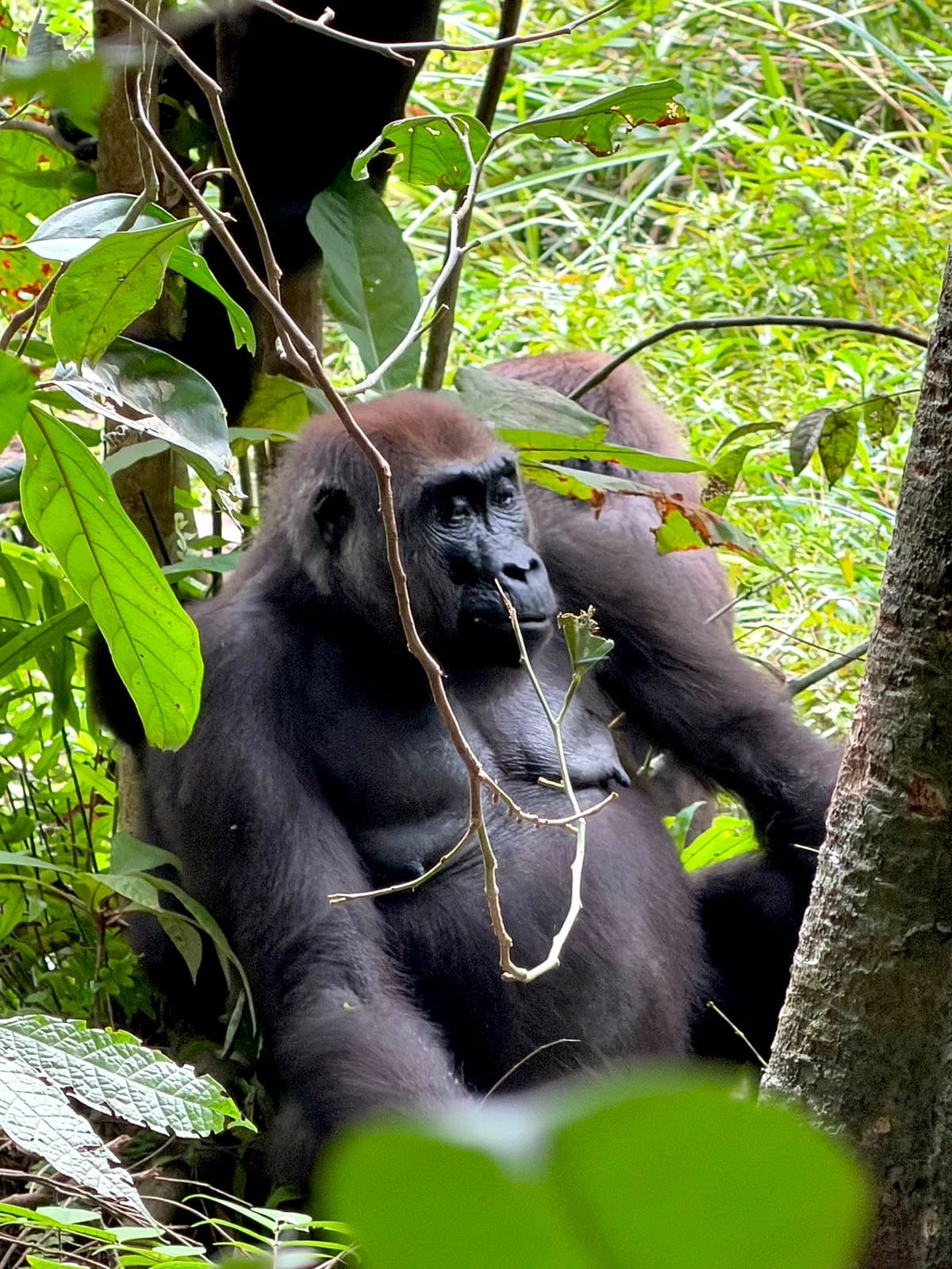 Gorille dans la forêt tropicale lors d’une excursion au Gabon